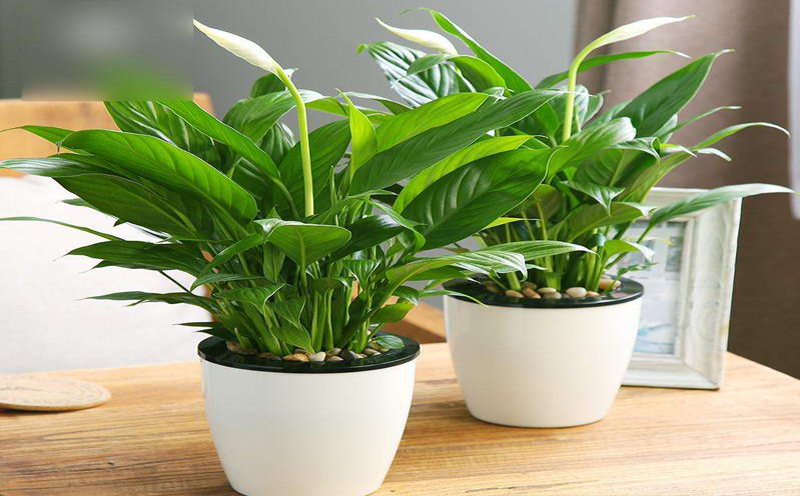 遼陽新房裝修除味的幾種方法 遼陽新房裝修除味的幾種方法